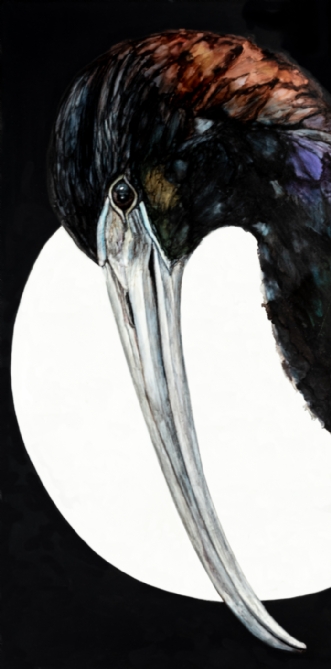 Sort Ibis by Suzana Profeta | maleri